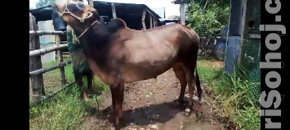 Deshi cow